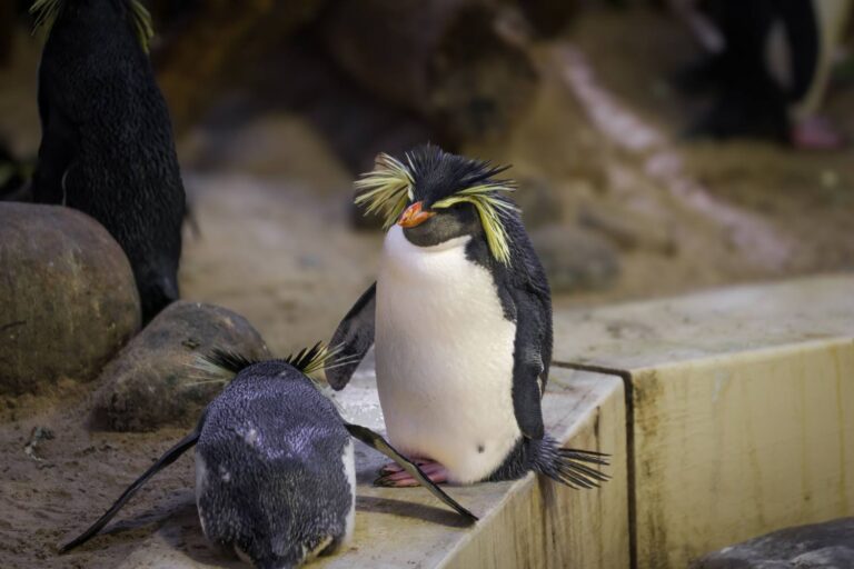 Pinguini venduti