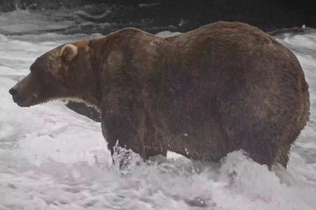 Fat Bear Week