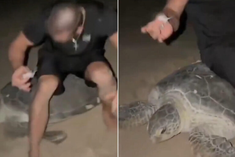 Si siedono su tartarughe